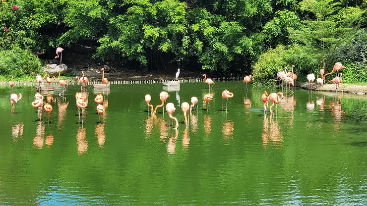 빈펄랜드 사파리 내 홍학들